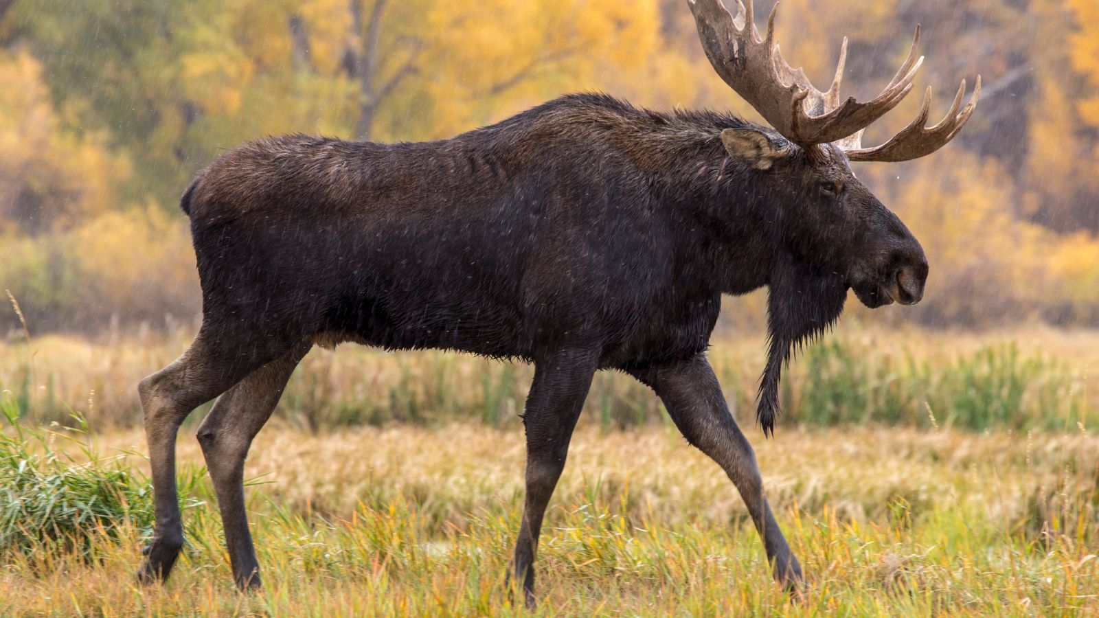 A male moose crosses a marsh in autumn
