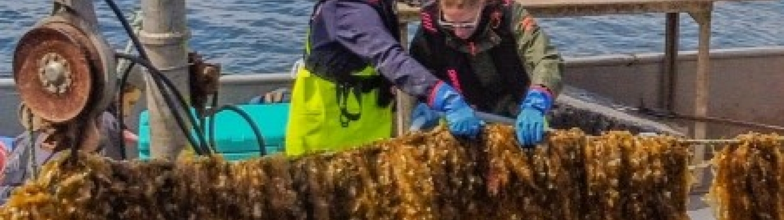 two people on a boat looking at a line of kelp