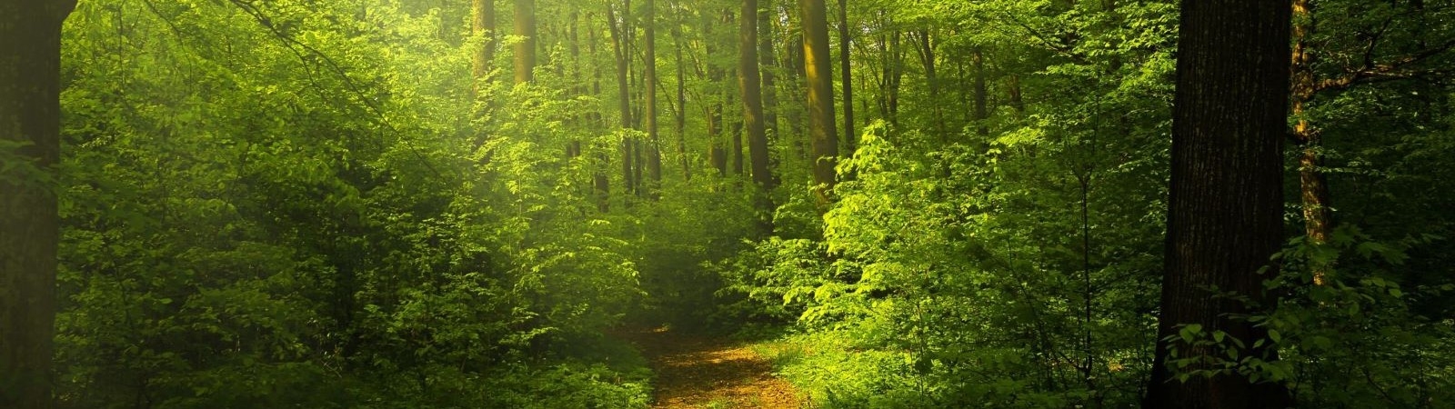 a pathway leading into a lush green forest