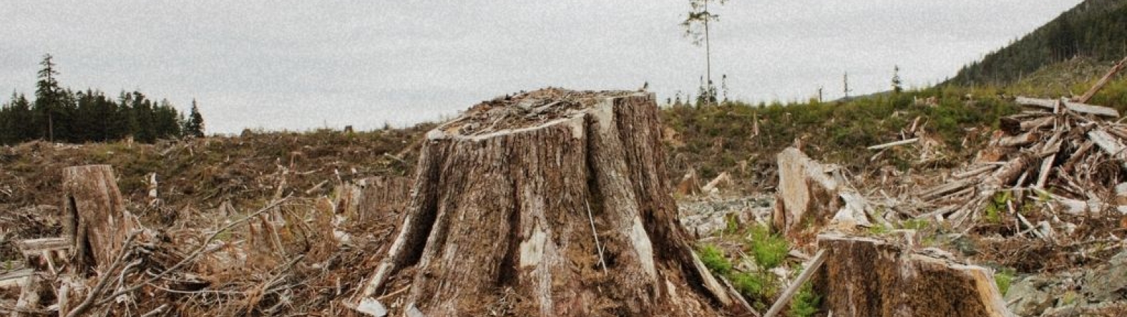 A picture of a stump and a single tree standing in the middle of a clear cut field
