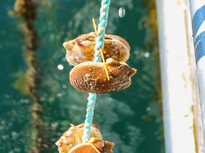 shell fish attached to a rope.