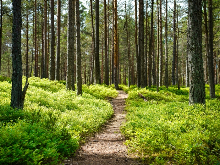 a photo of a hiking trail surrounded by trees and green grass