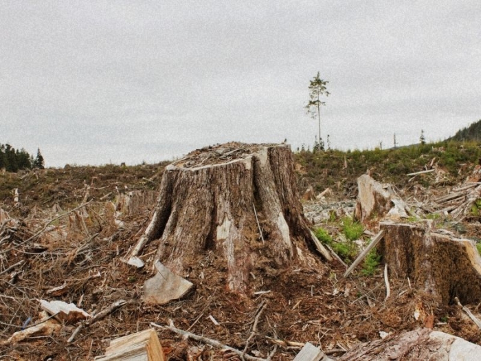 A picture of a stump and a single tree standing in the middle of a clear cut field