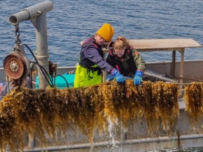 two people on a boat looking at a line of kelp